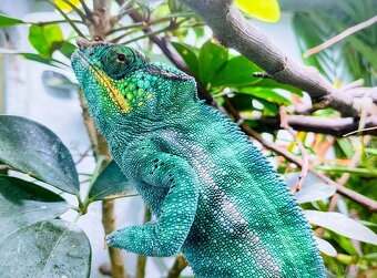 Chameleon Pardálí (Furcifer Pardalis) Nosy Be F1 - 2