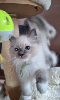 Nádherné koťátka Ragdoll s pp - 2