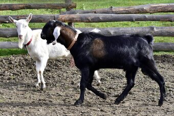 Připouštění AN s POP - 2