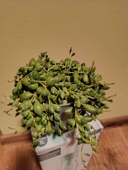 Senecio herreianus – převislá sukulentní kráska 🌿 - 2