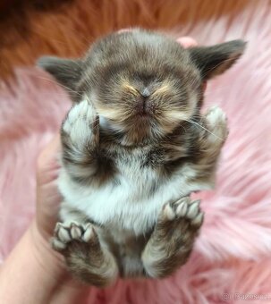 Krásní, vymazlení minilop králičci - 2