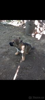 Německý ovčák - 2