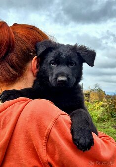 Německý ovčák štěňata s PP černá  a vlkošedá - 2