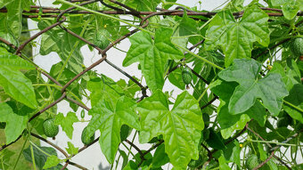 Cuca melon (mexická mini okurka) - 2