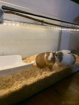 Daruji krecky, morčata, králíka - 2