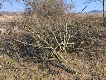 Větve na štěpku - 2