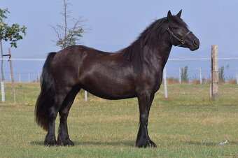 Fellský pony - 3 letá klisna - 2
