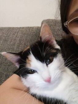 Daruji Kitty - 2