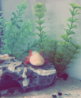 Axolotli - 2