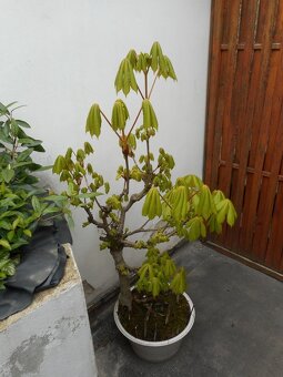 Bonsai - 2