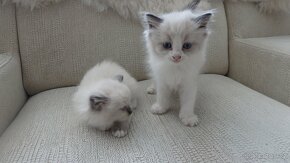 mačiatka ragdoll,radgoll,aktuálne,na predaj - 2