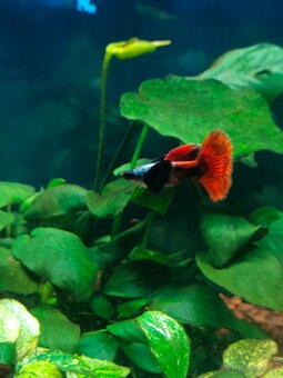 Guppy dumbo red - 2