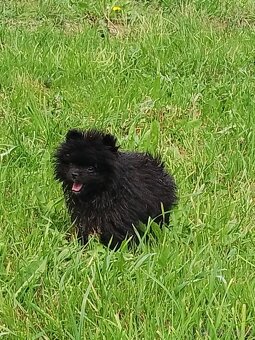 Pejsek Mini Pomeranian s PP - 2