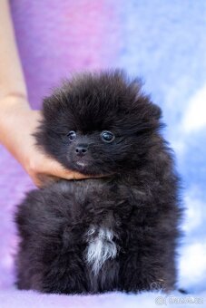 Pomeranian s PP - 2