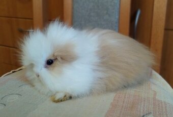 Zakrslý Teddy králík, králíček - 2