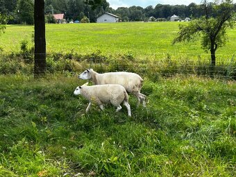 Bahnice Texel 100% - 2