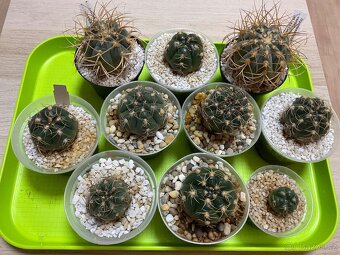 Kaktusy GYMNOCALYCIUM - 2