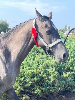 Sportovní pony klisna 3 roky. - 2