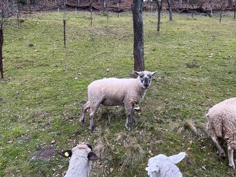 Prodám ovce - 2