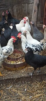 Kohouti, kuřice. - 2