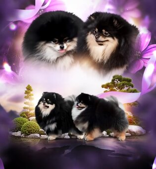 Štěně pomeranian spitz chlap na prodej - 2
