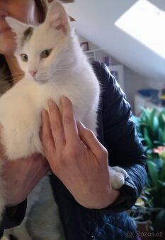 Bílá kočička - 2