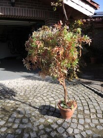 Prodám umělý  dekorativní strom japonského javoru. - 2
