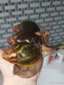Africký šnek - Archachatina ventricosa cream a light body - 2