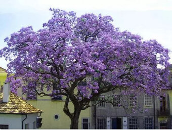 Pavlovnie Plsnatá (paulownia tomentosa) - 2