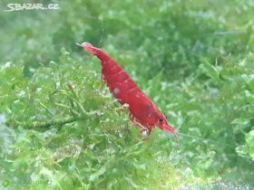 Neocaridina - bloody mary akce 10+1 - 2