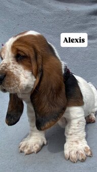 Štěňata Basset hound - 2