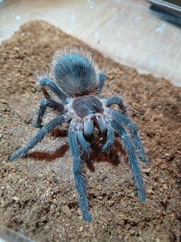 Prodám sklípkany lasiodora parahybana - 2