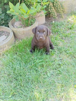 Labradorský retrívr - 2