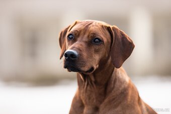 Rhodéský ridgeback - štěňata - 2
