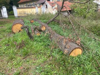 dubove drevo nekolik m3 z dubu stari 250let - 2