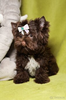 Color Yorkshire Terrier s PP- Barevný Jorkšírský terier s PP - 2