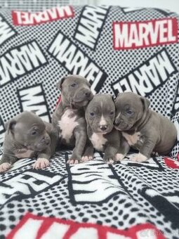 Americký stafordšírský teriér - 2