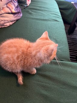 Daruji hravého kocourka - 2