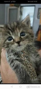 Koťata - 2
