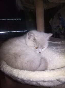 Kočička britská modrá - 2