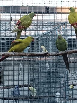 Papoušek horský 2025 - 2