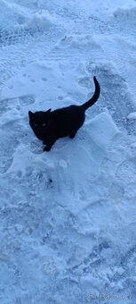 DARUJI KOČIČKU - 2