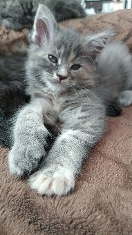 KOŤÁTKA MAINSKÁ MÝVALÍ - 2