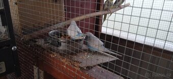 papoušek horský -poslední samec, , korely, andulky - 2