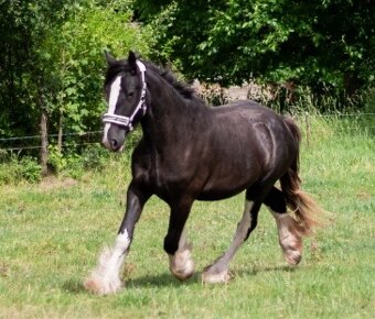 Shire horse klisna - 2