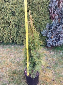 Thuja Smaragd (thuje, túje) - 2