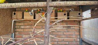 Agapornis Fišerův - 2