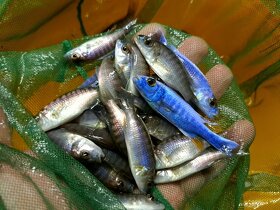 Tlamovci Malawi... Sciaenochromis fryeri ice berg - 2