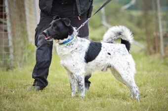 Bob - kříženec střední velkosti, opatrný kluk, 5 let - 2