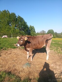 Prodám jalovici Brown Swiss - 2
